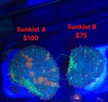 Sunkist A&B .jpg