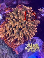 IMG_2818.jpeg