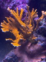 IMG_4020.jpeg