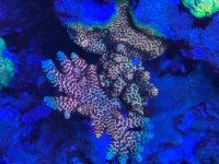 IMG_1746.jpeg