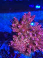 IMG_1733.jpeg
