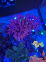 IMG_1731.jpeg