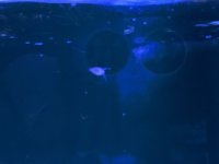 AquaCam_1E368F33.jpeg
