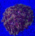 IMG_9923.jpeg