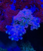 IMG_9920.jpeg
