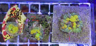 IMG_1225.jpeg