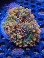 IMG_0015.jpeg