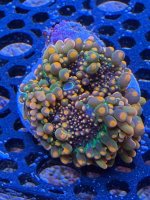 IMG_0020.jpeg