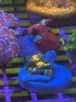 IMG_2105.jpeg