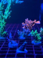 IMG_0859.jpeg