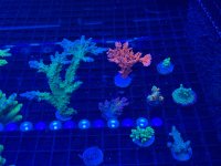 IMG_0851.jpeg