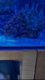 IMG_5187.jpeg