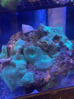 IMG_2187.jpeg