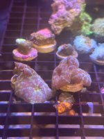 IMG_2184.jpeg