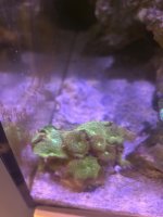 IMG_2181.jpeg