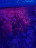 IMG_1719.jpeg
