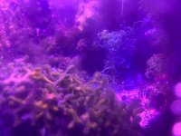 IMG_1724.jpeg