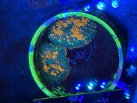IMG_7348.jpeg