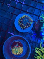 IMG_7340.jpeg