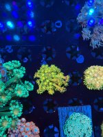 IMG_7334.jpeg