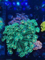 IMG_7335.jpeg