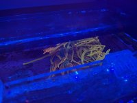 IMG_7370.jpeg