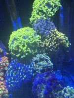 IMG_6787.jpeg