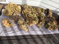 IMG_1182.jpeg