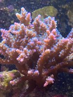 IMG_6787.jpeg