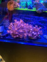 IMG_0138.jpeg