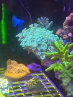 IMG_0129.jpeg