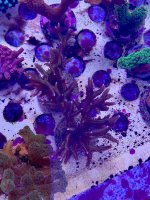AquaCam_BD244284.jpeg