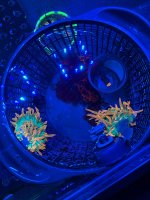 IMG_7585.jpeg