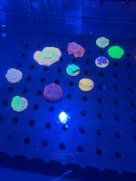 IMG_0782.jpeg