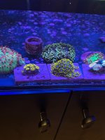IMG_1786.jpeg