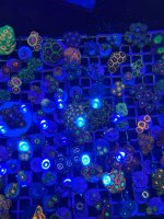 IMG_1776.jpeg