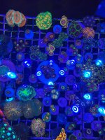 IMG_1775.jpeg