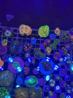IMG_1774.jpeg