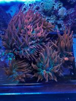 IMG_5185.jpeg