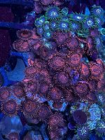 IMG_5186.jpeg