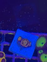 IMG_0268.jpeg