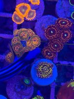 IMG_0267.jpeg