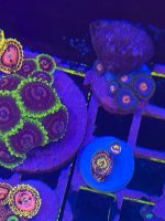 IMG_0265.jpeg