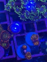 IMG_0261.jpeg