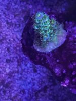IMG_4251.jpeg