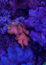 IMG_4262.jpeg