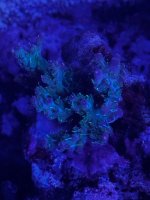 IMG_4252.jpeg