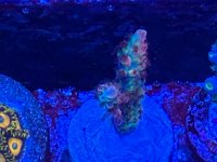 IMG_0272.jpeg