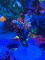 IMG_0273.jpeg