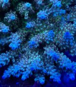 IMG_0191.jpeg